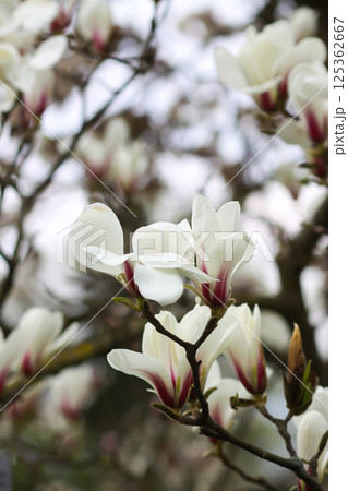 Magnolia flowers at spring. Beauty in nature. Magnolia flowers at spring. Beauty in nature. 125362667