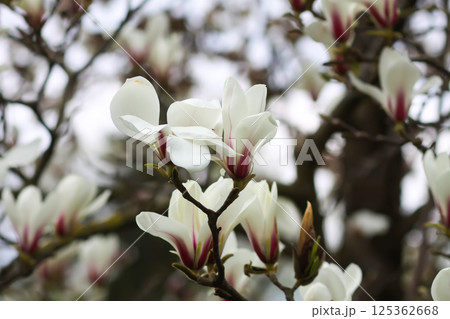 Magnolia flowers at spring. Beauty in nature. Magnolia flowers at spring. Beauty in nature. 125362668