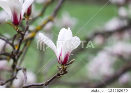 Magnolia flowers at spring. Beauty in nature. Magnolia flowers at spring. Beauty in nature. 125362670