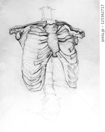pencil drawing illustration, sketch, hand made 125362717
