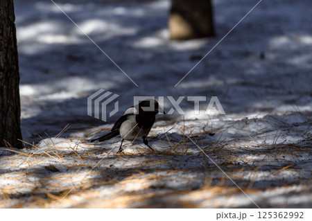 Magpie in a winter park. Birdwatching in the city. Magpie in a winter park. Birdwatching in the city. 125362992