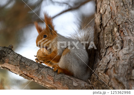 _ALX1620.NEF _ALX1620.NEF 125362998