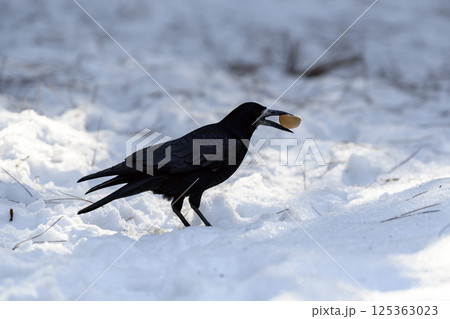 _ALX2323.NEF 125363023