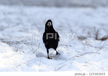 _ALX2351.NEF _ALX2351.NEF 125363025