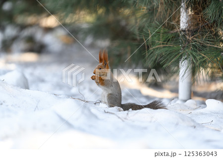 _ALX2453.NEF 125363043