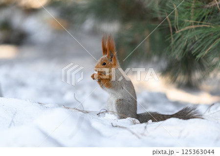 _ALX2454.NEF _ALX2454.NEF 125363044