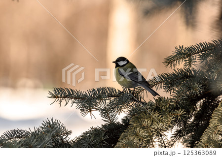 _ALX2617.NEF _ALX2617.NEF 125363089