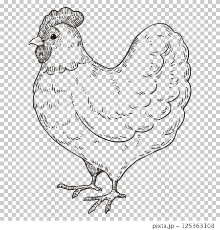 ビンテージ風の可愛いニワトリのイラスト　線画のみ 125363108