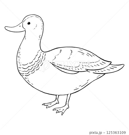 ビンテージ風のアヒルの可愛い手描きのイラスト　線画のみ 125363109