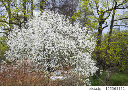 Beauty in nature at spring. Scenic view with a blooming trees. 125363132