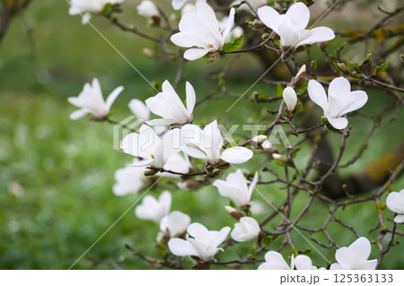 Magnolia flowers at spring. Beauty in nature. 125363133