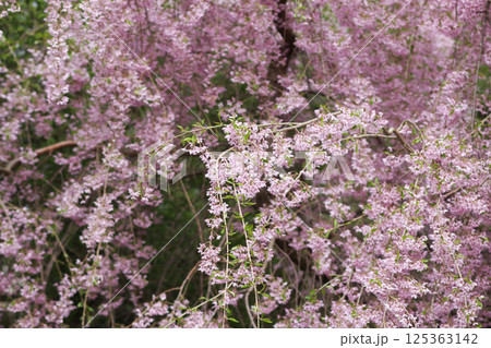 Spring blossoms Spring blossoms 125363142