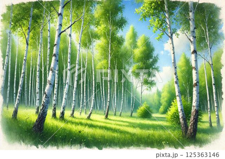 夏・白樺の林 夏・白樺の林 125363146