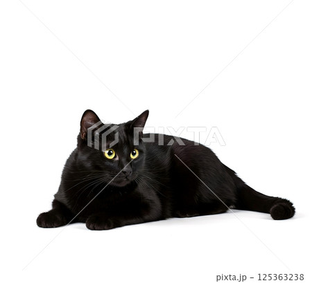 Black cat isloated on white background 125363238