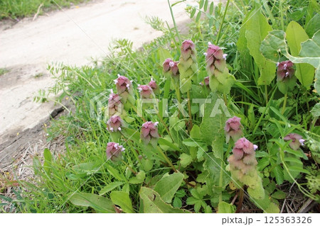 春色の絨毯、ヒメオドリコソウ 125363326