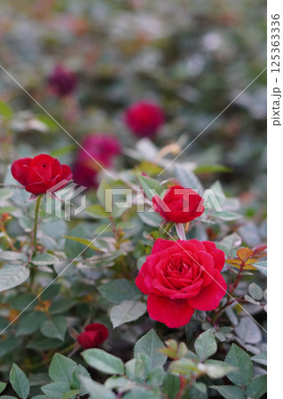 beautiful red roses in the rose garden background, nature, valentine, love, copy space beautiful red roses in the rose garden background, nature, valentine, love, copy space 125363336