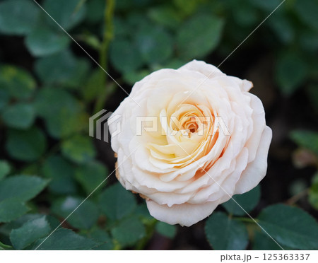 beautiful yellow and cream blooms in the roses flower garden, blur green leaves background, fashion, nature, love, valentine, copy space beautiful yellow and cream blooms in the roses flower garden, blur green leaves background, fashion, nature, love, valentine, copy space 125363337