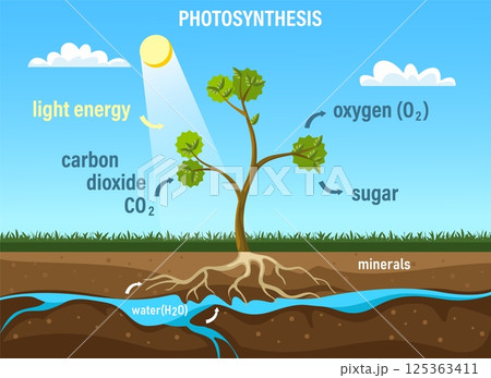 Photosynthesis. Tree plant life diagram with leaves, sun light, water, soil and roots, trees and plants carbon dioxide absorption oxygen release. Vector biology concept Photosynthesis. Tree plant life diagram with leaves, sun light, water, soil and roots, trees and plants carbon dioxide absorption oxygen release. Vector biology concept 125363411