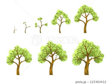 Tree growth stages. Plant grow, Seed seedling sapling and adult tree with leaves, seeds germination seedlings planting, trees growing nature life cycle concept. Vector illustration 125363412