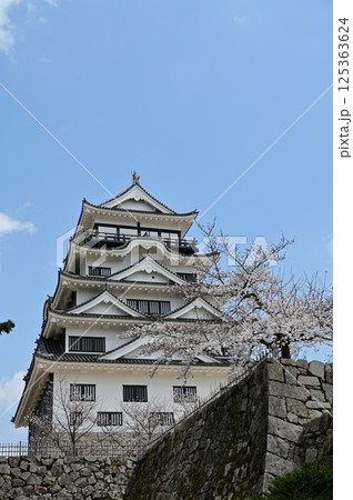 福山城の天守閣とソメイヨシノ 125363624