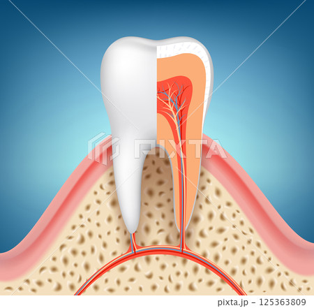 Human tooth in section schematic close-up Human tooth in section schematic close-up 125363809
