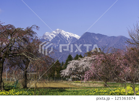 北杜市眞原から満開のしだれ桜 桜とスモモga南アルプス甲斐駒ヶ岳 北杜市眞原から満開のしだれ桜 桜とスモモga南アルプス甲斐駒ヶ岳 125363874