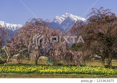 北杜市眞原から満開のしだれ桜 桜とスモモga南アルプス甲斐駒ヶ岳 北杜市眞原から満開のしだれ桜 桜とスモモga南アルプス甲斐駒ヶ岳 125363875