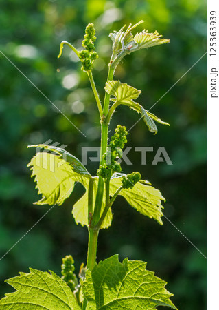 Blooming young wine grapes in a vineyard in the spring time. Blooming young wine grapes in a vineyard in the spring time. 125363939