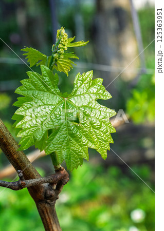 Blooming young wine grapes in a vineyard in the spring time. Blooming young wine grapes in a vineyard in the spring time. 125363951