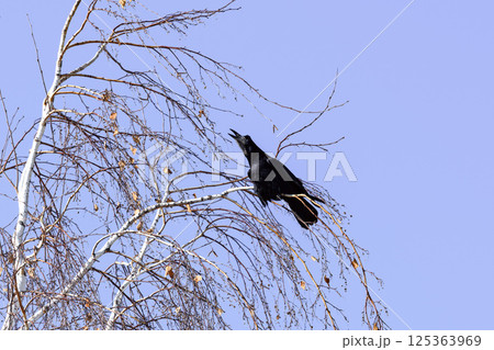 _ALX1915.NEF _ALX1915.NEF 125363969