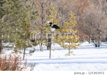 _ALX1931.NEF 125363972