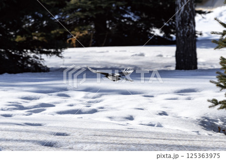 _ALX1941.NEF _ALX1941.NEF 125363975