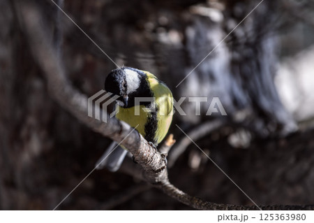 _ALX1994.NEF _ALX1994.NEF 125363980
