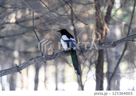 _ALX2131.NEF 125364003