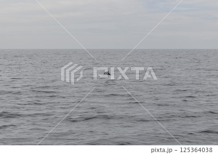 Wild Dolphin Leaping Out of the Ocean Wild Dolphin Leaping Out of the Ocean 125364038