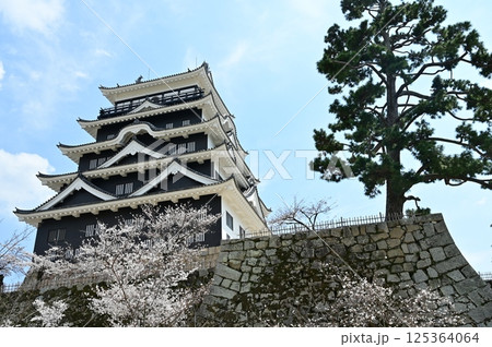 天守北側鉄板張りとサクラ（福山城） 125364064