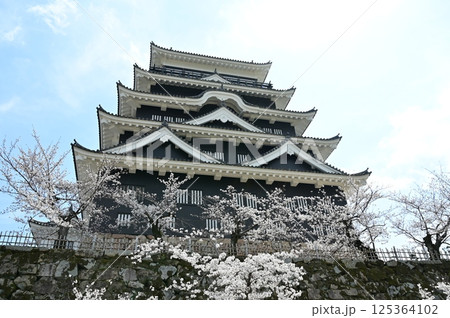 天守北側鉄板張りとソメイヨシノ(福山城) 天守北側鉄板張りとソメイヨシノ(福山城) 125364102
