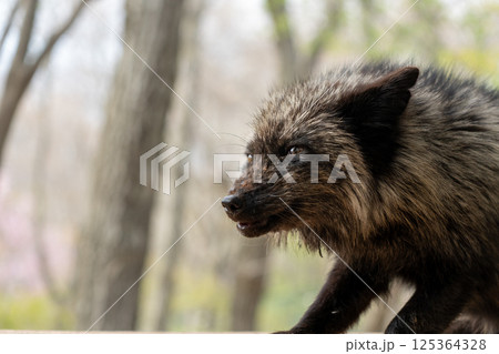 宮城蔵王キツネ村の黒色のキツネ 125364328