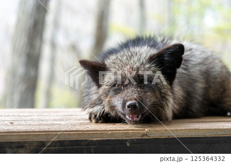 宮城蔵王キツネ村の黒色のキツネ 宮城蔵王キツネ村の黒色のキツネ 125364332