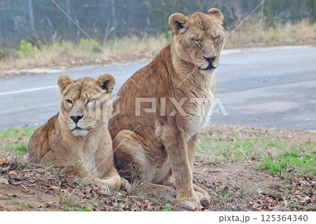 ライオン 125364340