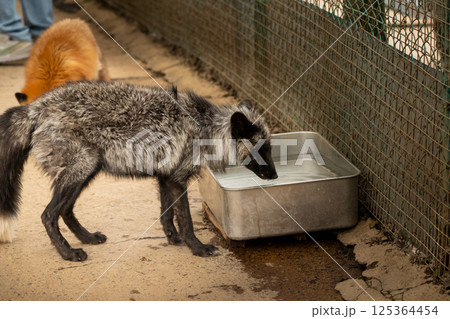 宮城蔵王キツネ村のキツネ 125364454