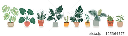 Different types of exotic potted house plants 125364575