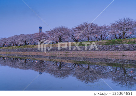 （富山県）あさひ舟川べり　満開の夜桜ライトアップ 125364651