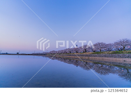 (富山県)あさひ舟川べり 満開の夜桜ライトアップ (富山県)あさひ舟川べり 満開の夜桜ライトアップ 125364652