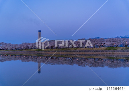 （富山県）あさひ舟川べり　満開の夜桜ライトアップ 125364654