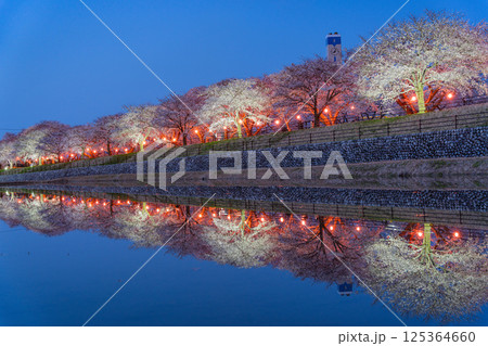 (富山県)あさひ舟川べり 満開の夜桜ライトアップ (富山県)あさひ舟川べり 満開の夜桜ライトアップ 125364660