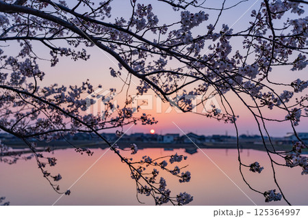(富山県)あさひ舟川べりの桜並木から眺める落日 (富山県)あさひ舟川べりの桜並木から眺める落日 125364997