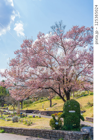 春の愛・地球博記念公園、満開の桜〈愛知県長久手市〉 125365024