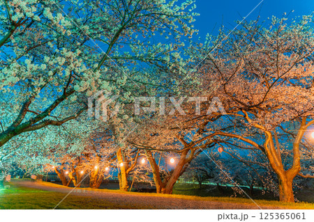 (富山県)あさひ舟川べり 満開の夜桜ライトアップ (富山県)あさひ舟川べり 満開の夜桜ライトアップ 125365061