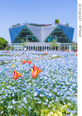 春のフラワーパーク江南、満開のネモフィラ〈愛知県江南市〉 春のフラワーパーク江南、満開のネモフィラ〈愛知県江南市〉 125365119